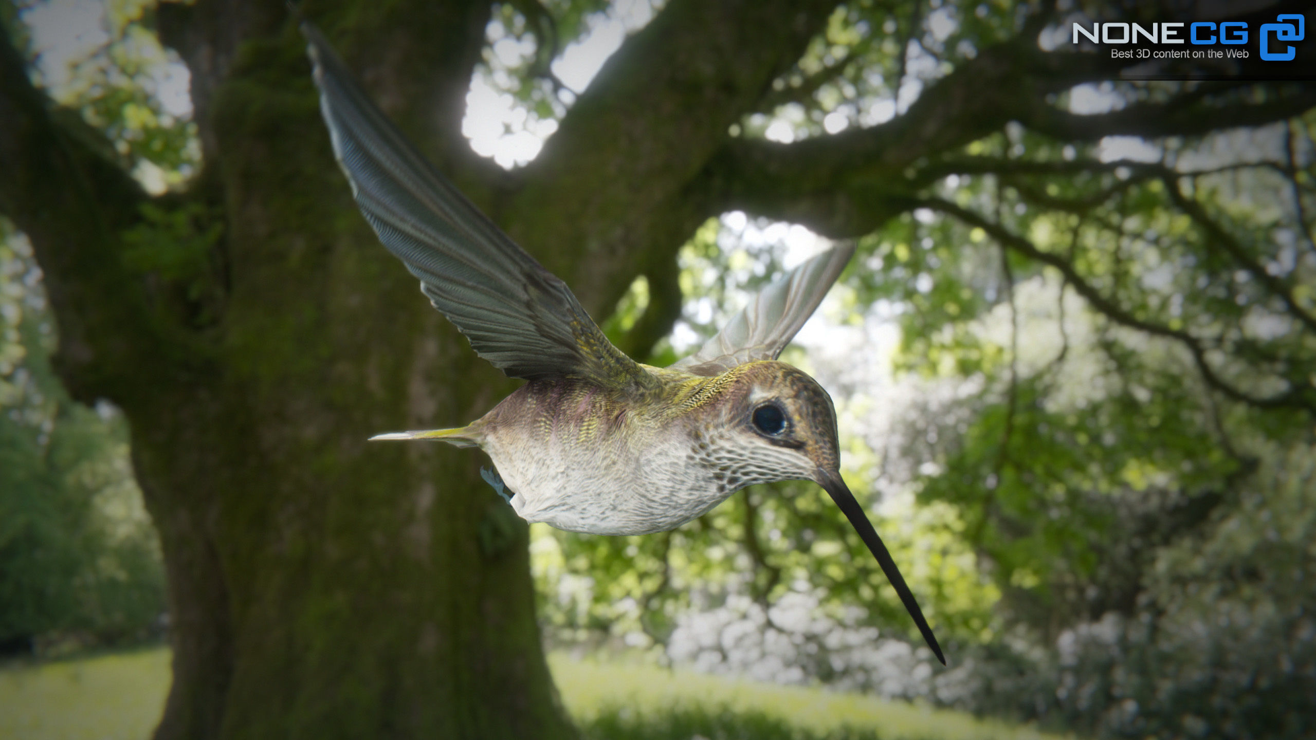 Hummingbird Animated Unity Low-poly 3D model_10