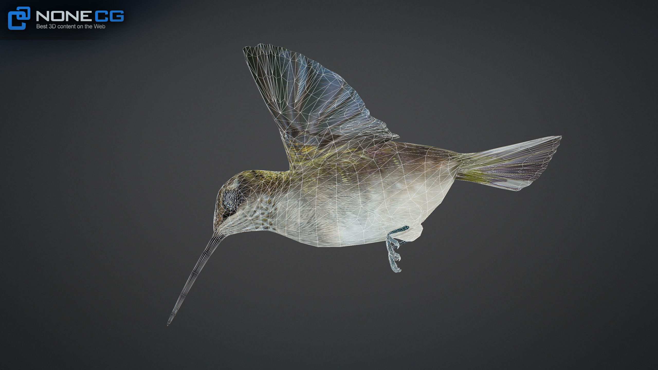 Hummingbird Animated Unity Low-poly 3D model_11