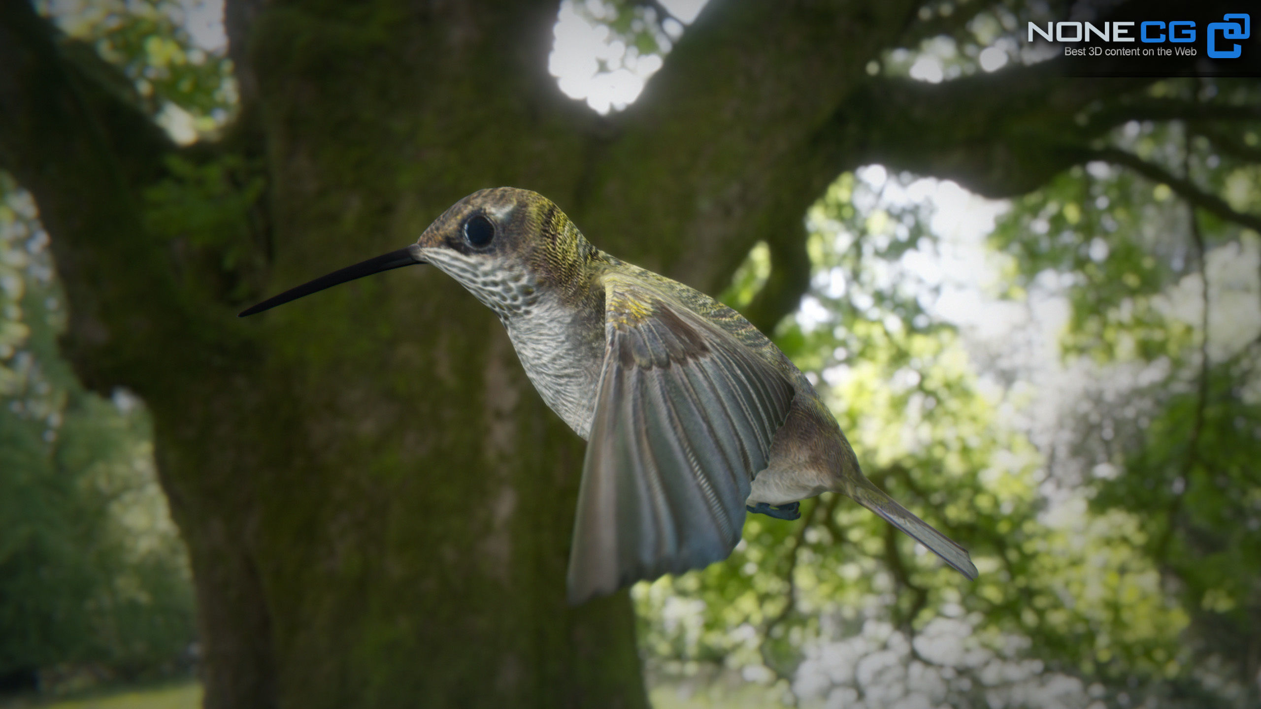 Hummingbird Animated Unity Low-poly 3D model_7