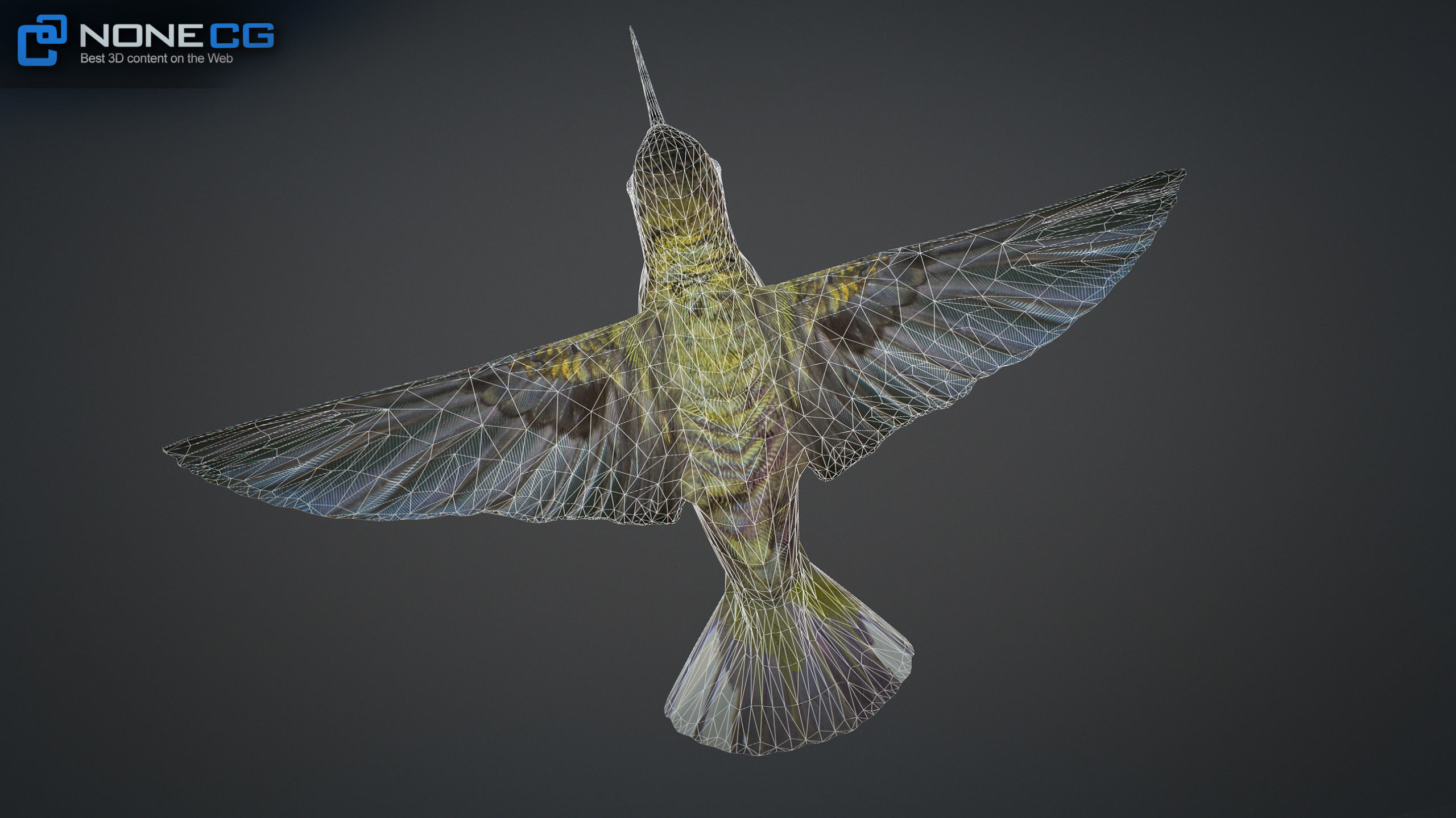 Hummingbird Animated Unity Low-poly 3D model_12