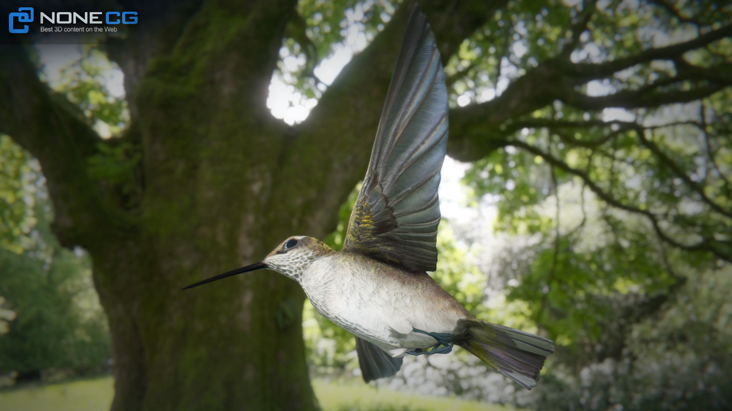 Hummingbird Animated Unity Low-poly 3D model_5