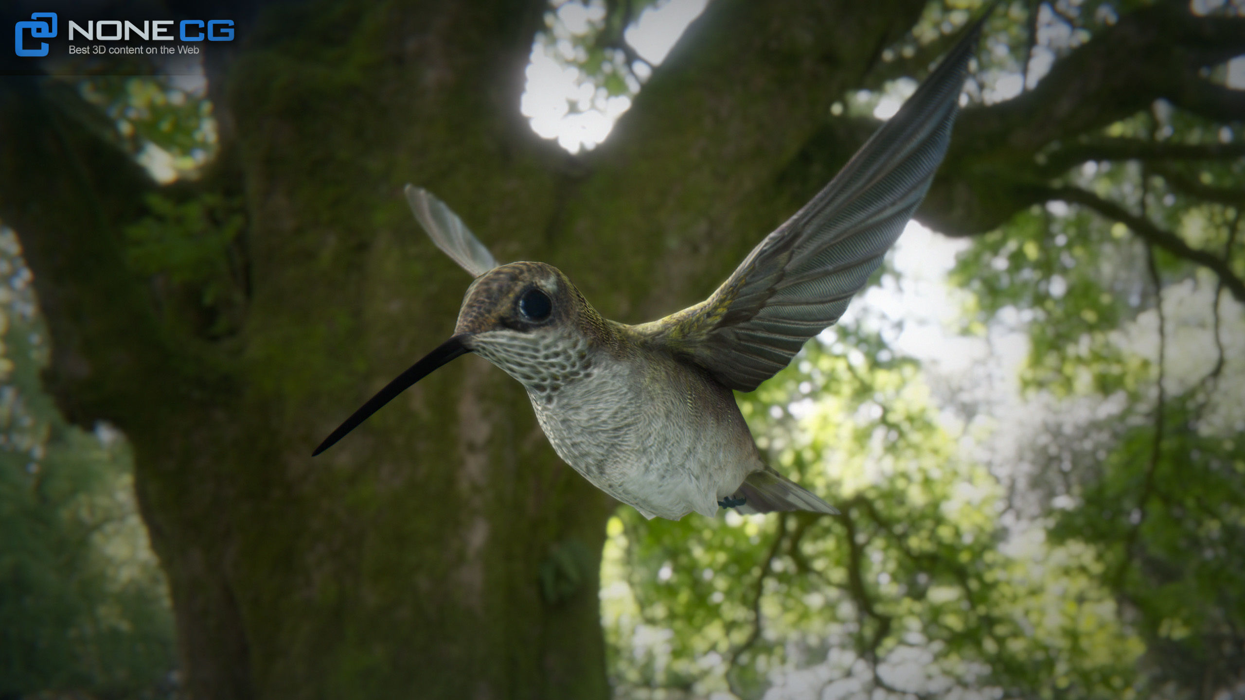 Hummingbird Animated Unity Low-poly 3D model_2
