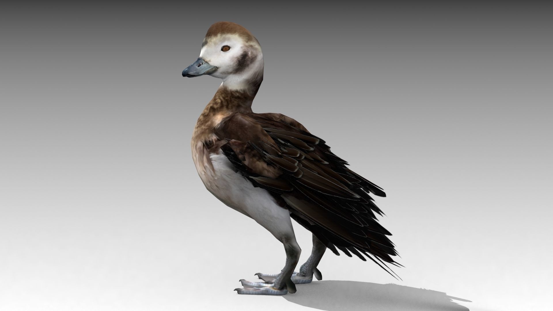 Long-tailed Duck Low-poly 3D model_10