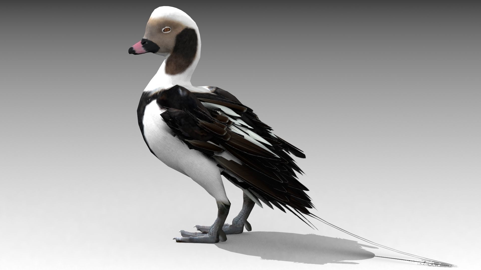 Long-tailed Duck Low-poly 3D model_9