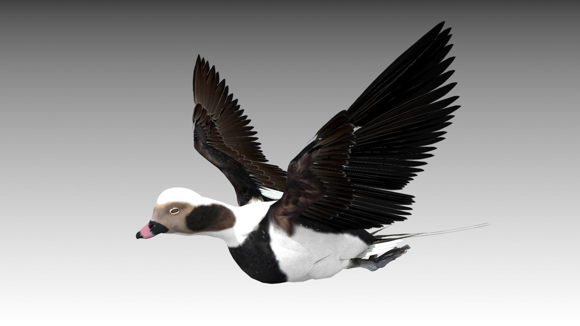Long-tailed Duck Low-poly 3D model_3
