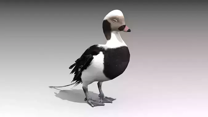 Long-tailed Duck Low-poly 3D model