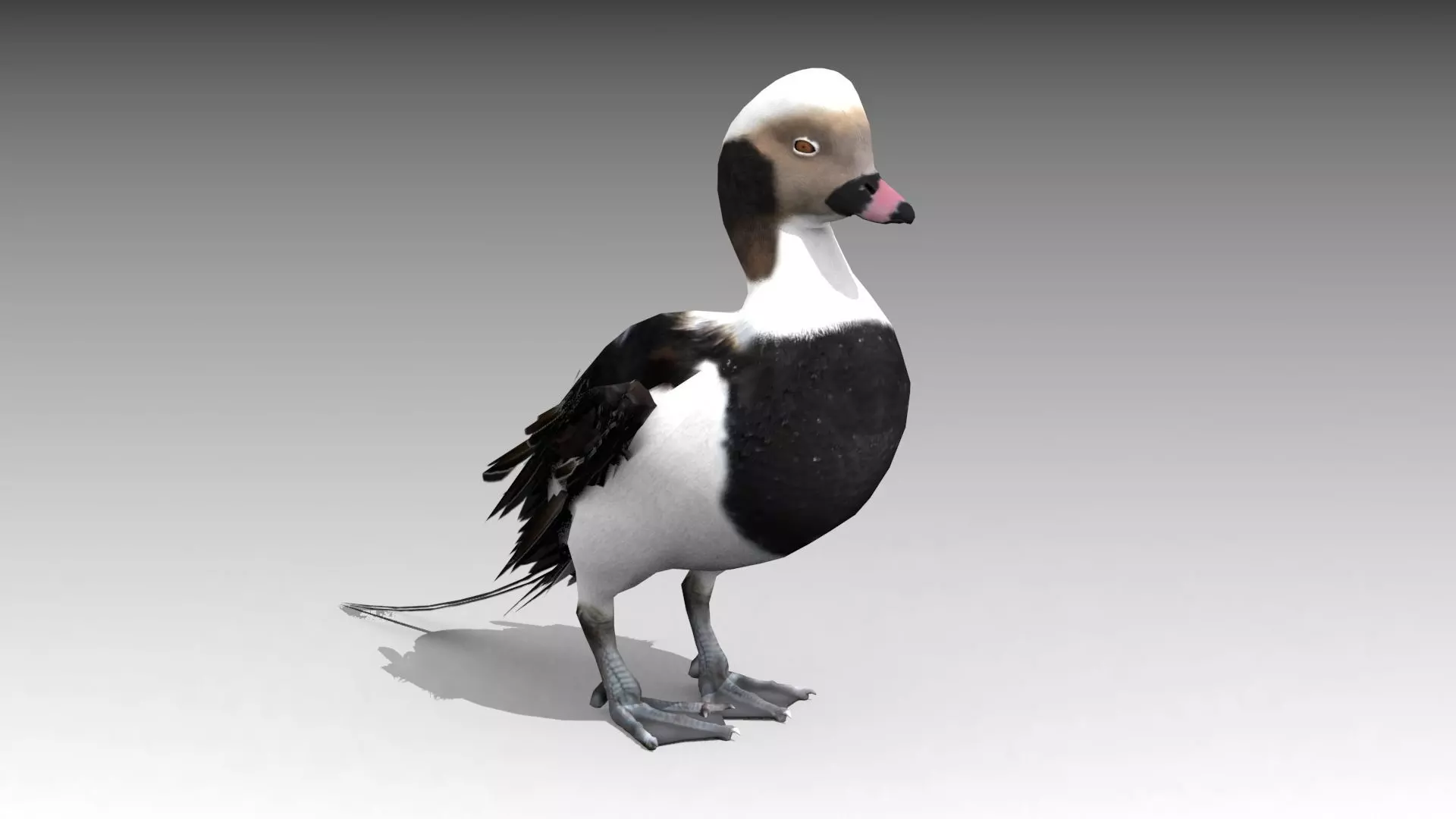 Long-tailed Duck Low-poly 3D model_0