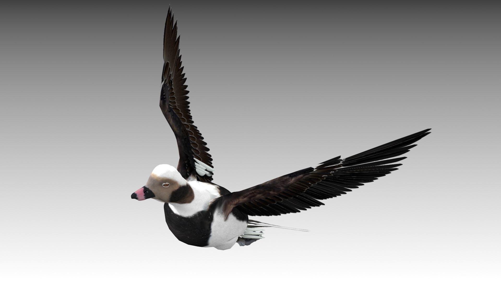 Long-tailed Duck Low-poly 3D model_7