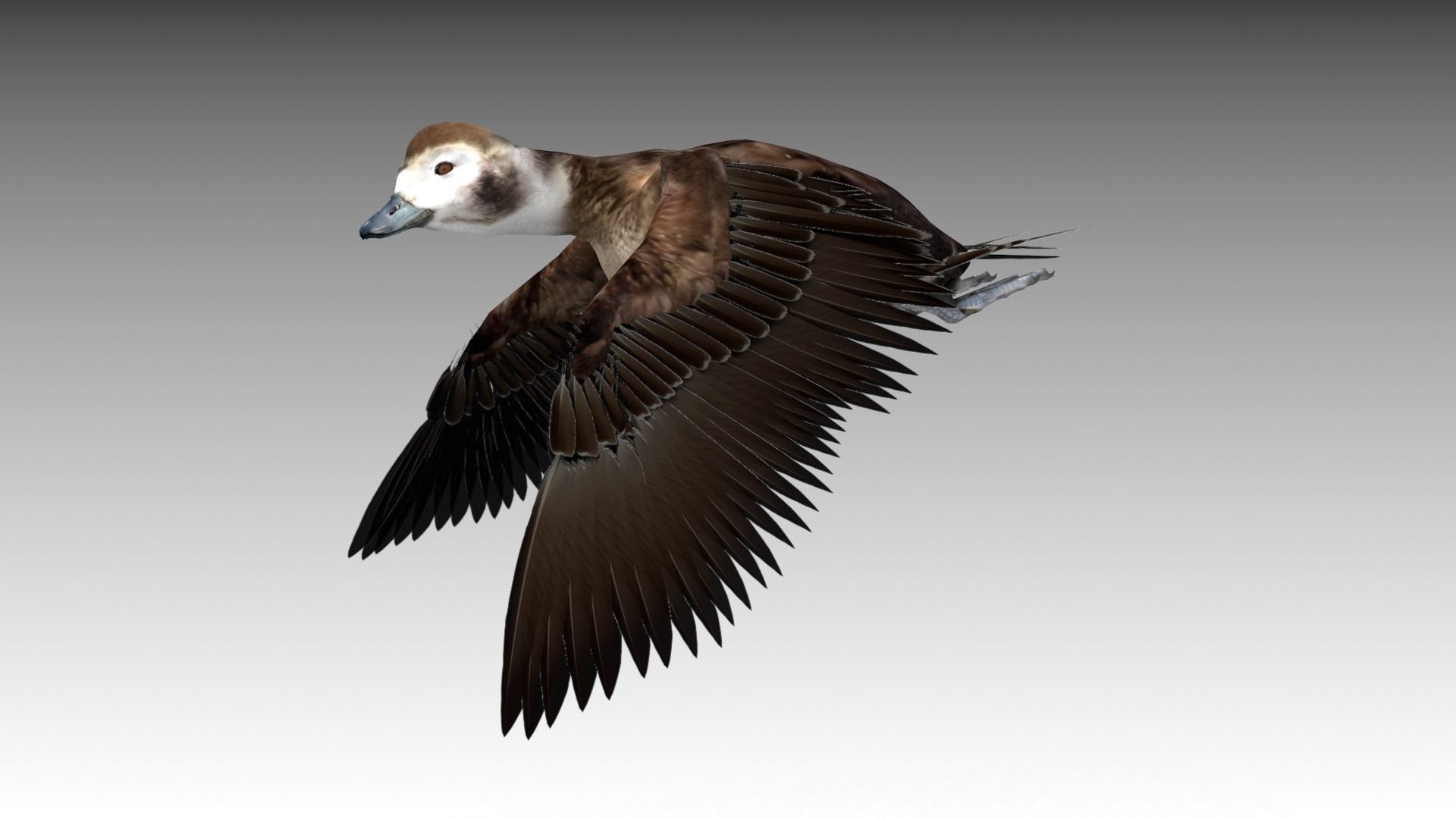 Long-tailed Duck Low-poly 3D model_6