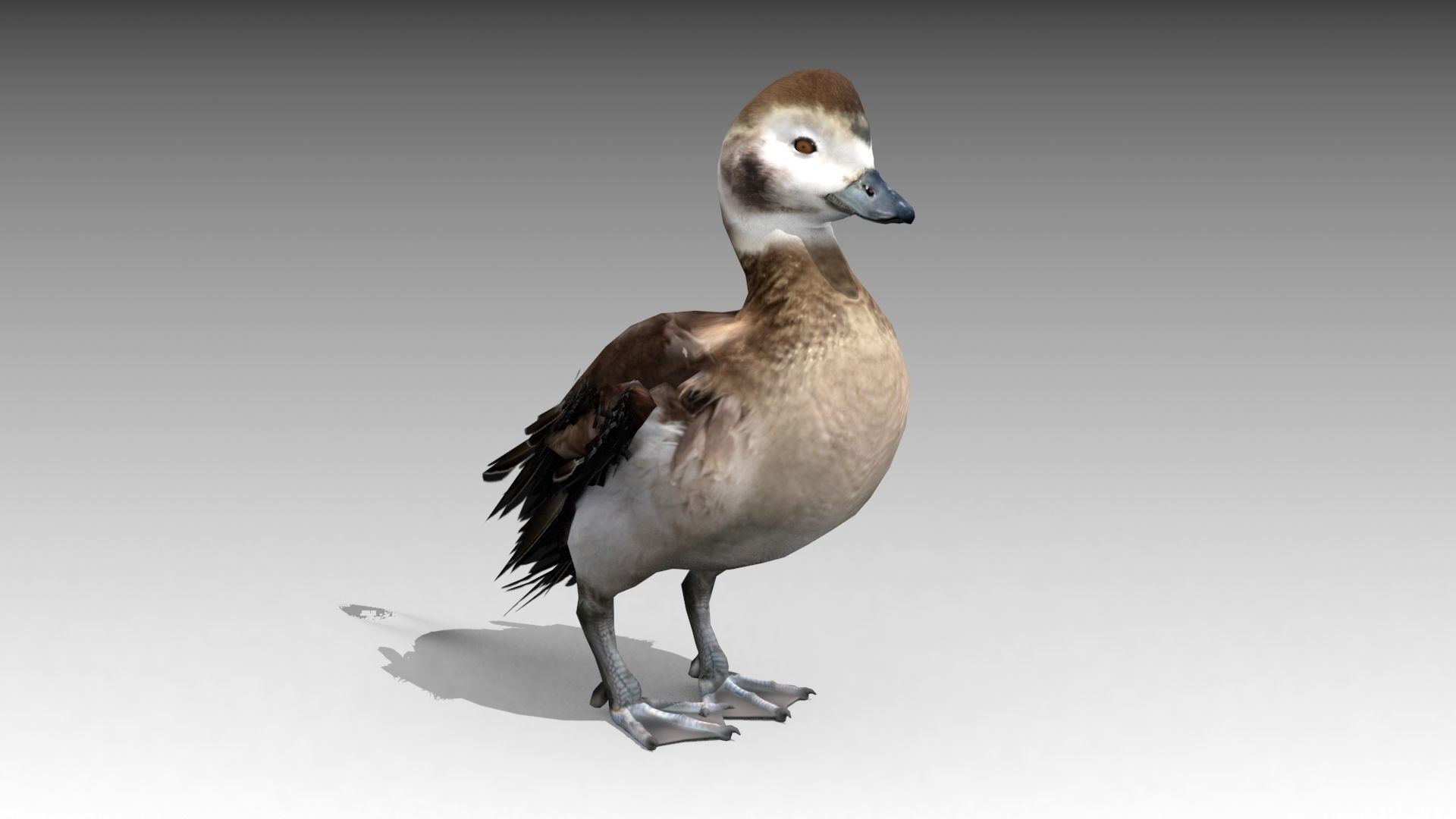Long-tailed Duck Low-poly 3D model_2