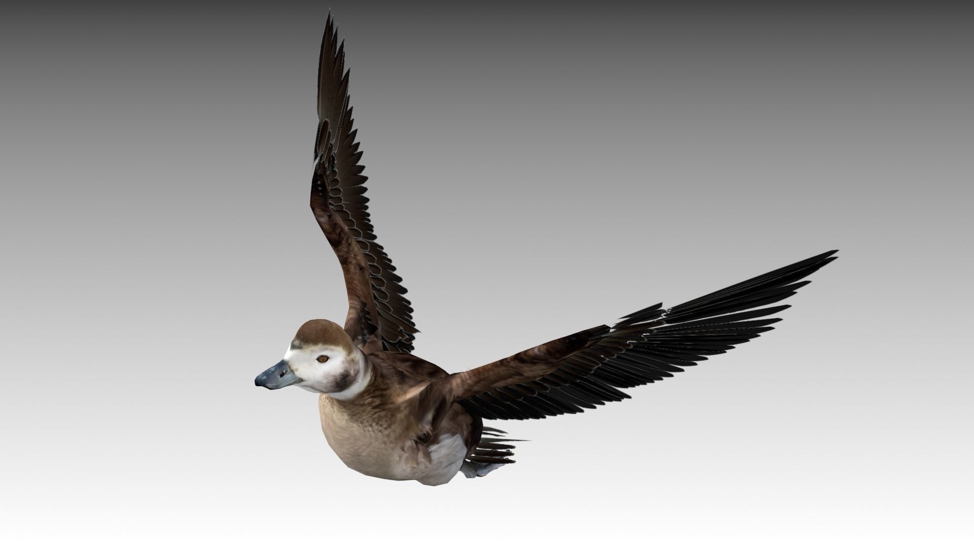 Long-tailed Duck Low-poly 3D model_8
