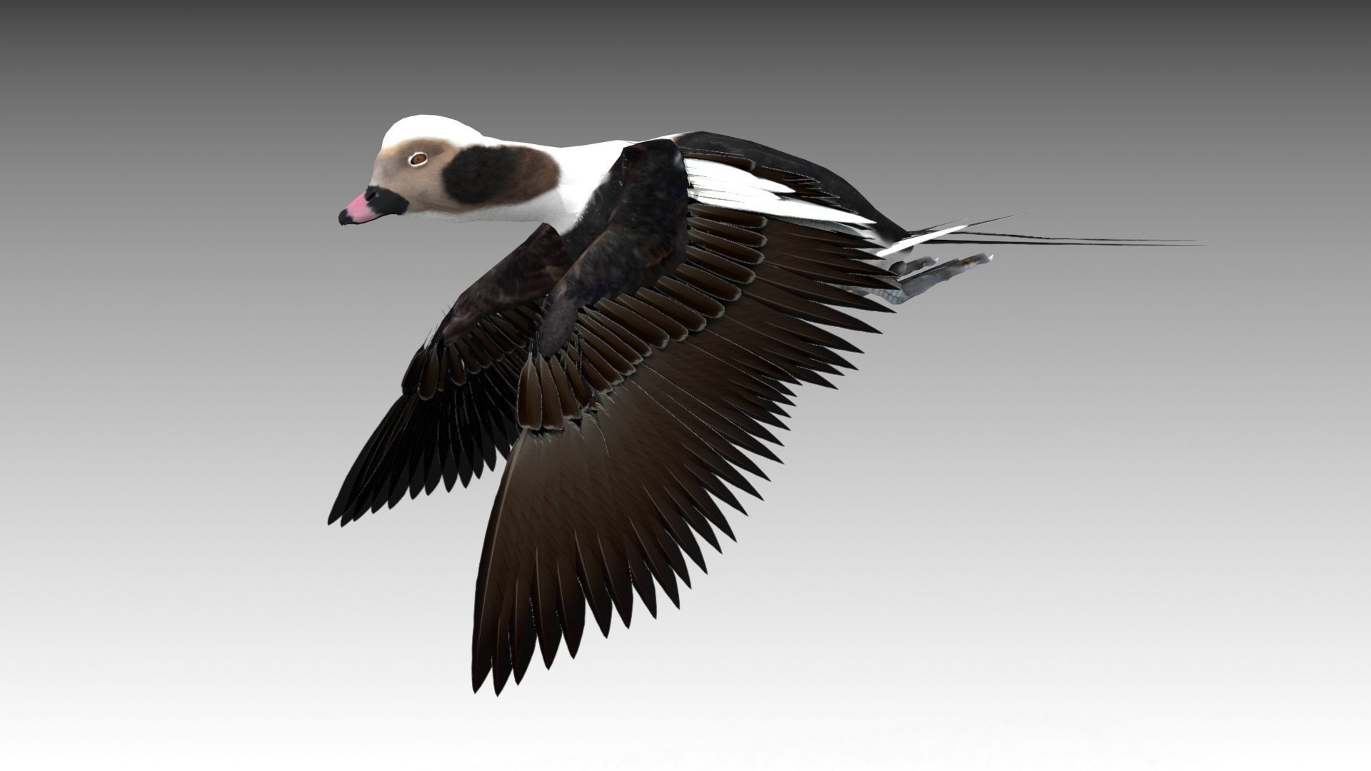 Long-tailed Duck Low-poly 3D model_5