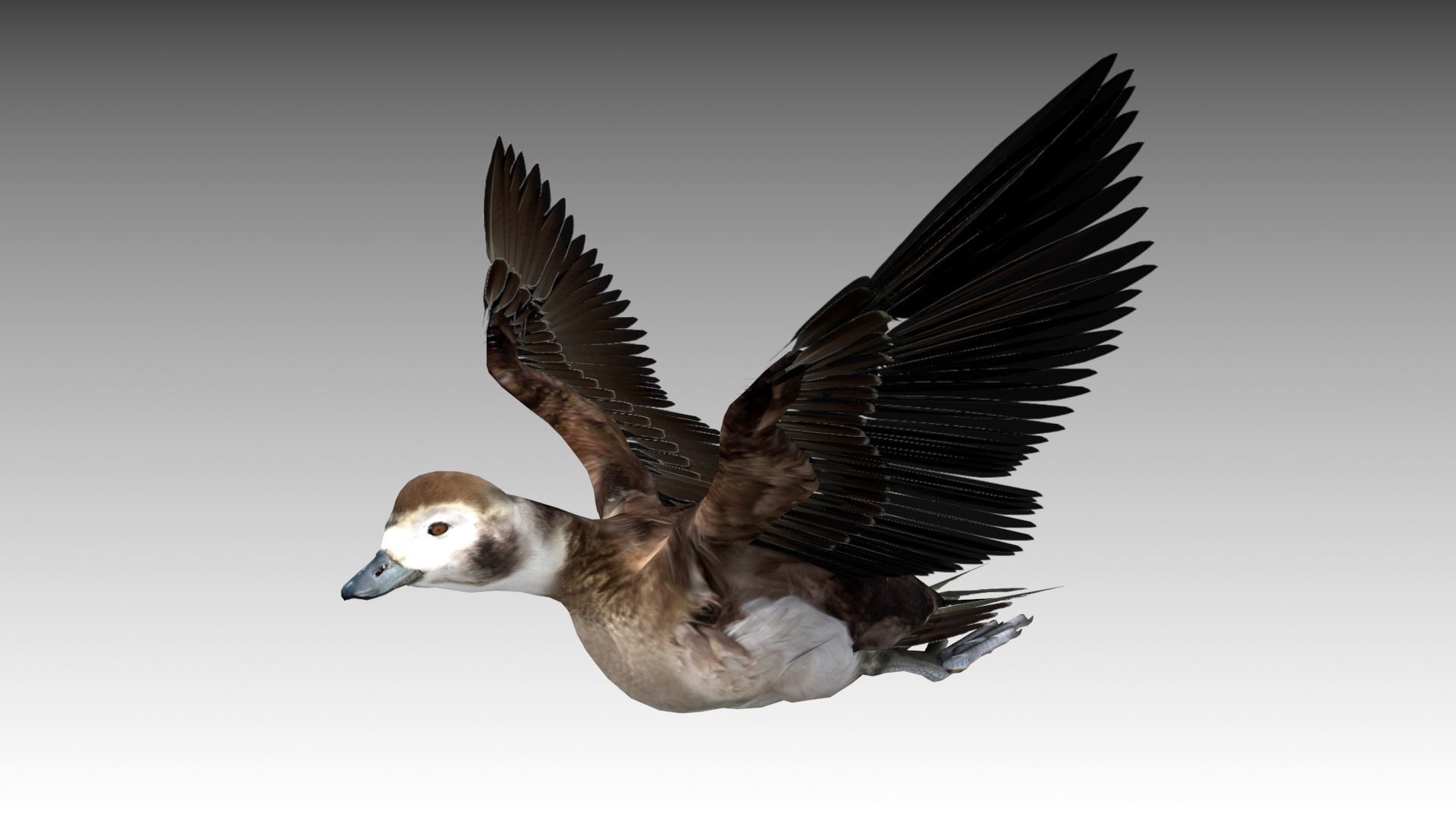 Long-tailed Duck Low-poly 3D model_4