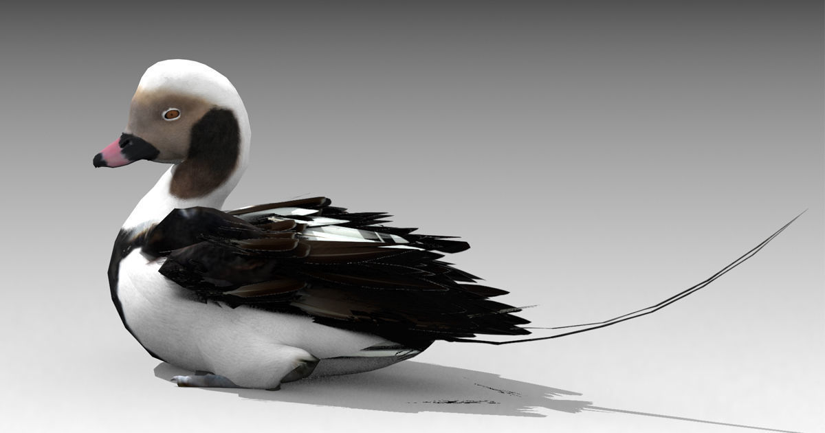 Long-tailed Duck Low-poly 3D model_11