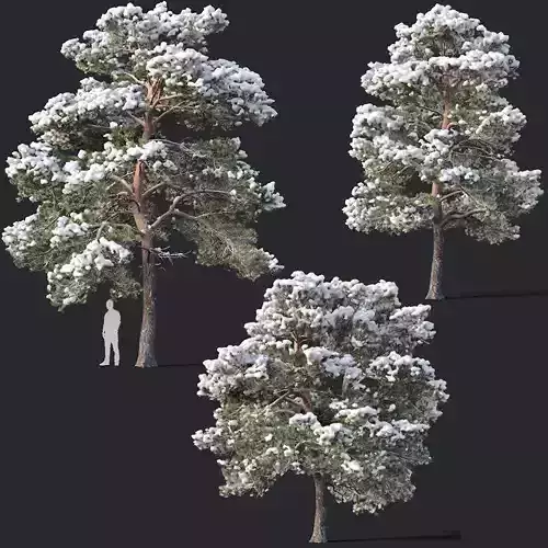 Pinus sylvestris Nr7 H7-10m Winter Three tree set 3D model