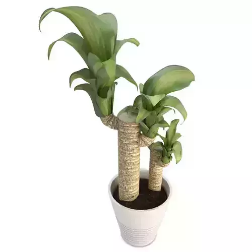 Dracanea Tree 3D model