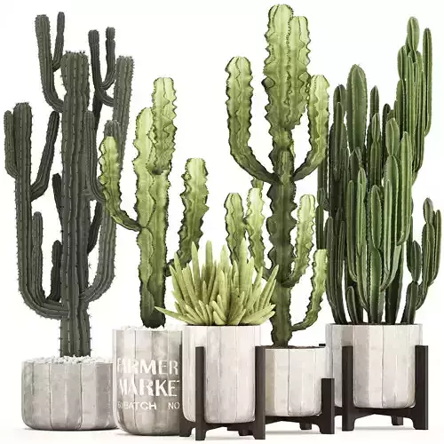 Collection of Exotic Cactus Plants 8 3D model