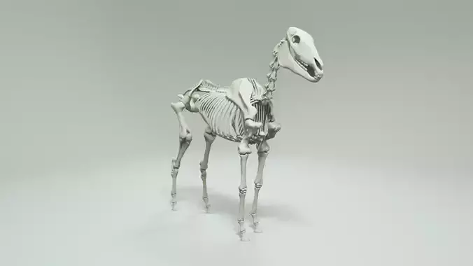 SKELETON HORSE - 3D MODEL RIGGED