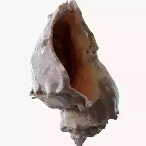 Conch shell 3D model