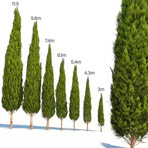 mediterranean cypress 3D model