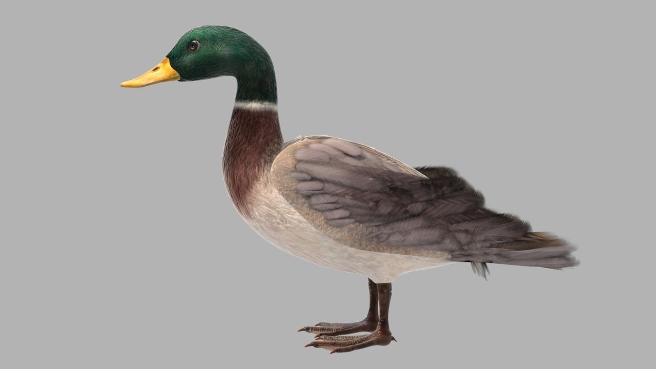 mallard duck flying in air 3D model_2