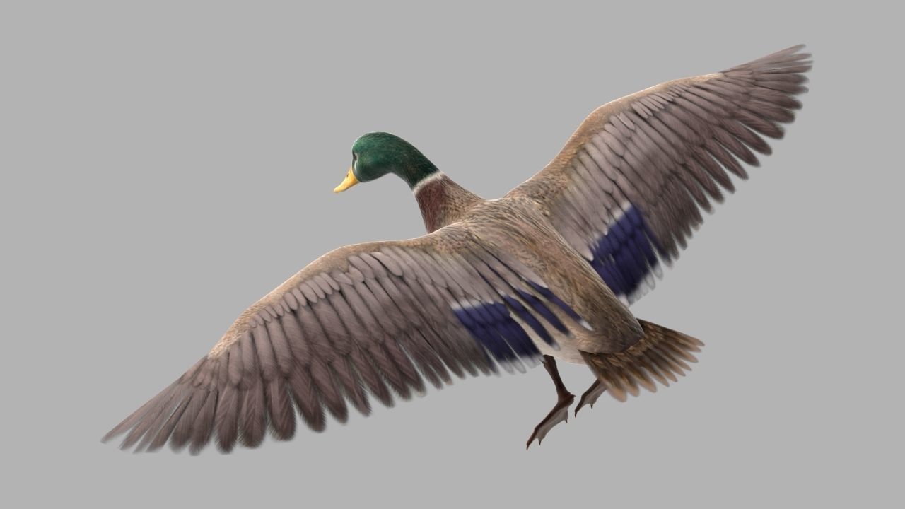 mallard duck flying in air 3D model_1