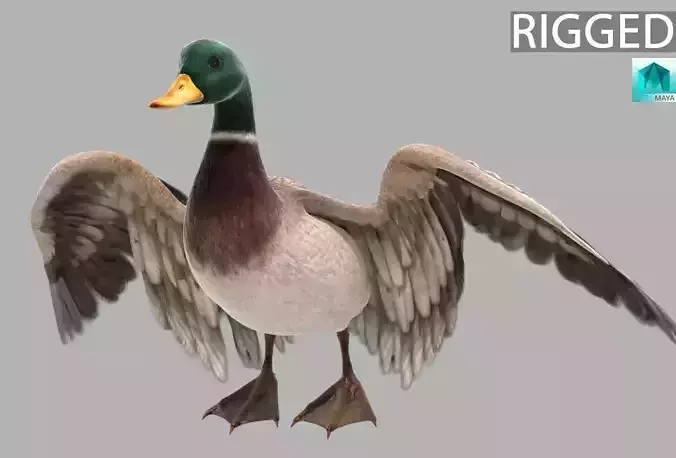 mallard duck flying in air 3D model