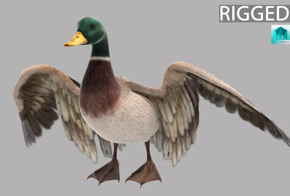 mallard duck flying in air 3D model_0