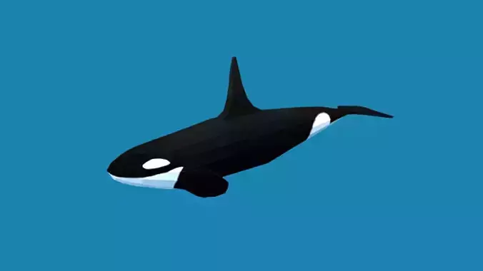 Low Poly Cartoon Orca Killer Whale Low-poly 3D model
