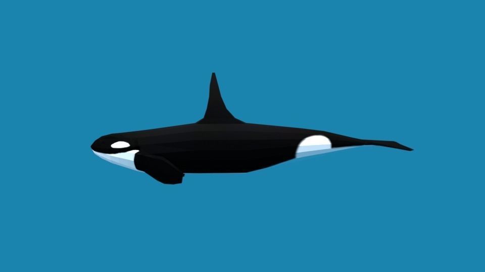 Low Poly Cartoon Orca Killer Whale Low-poly 3D model_1