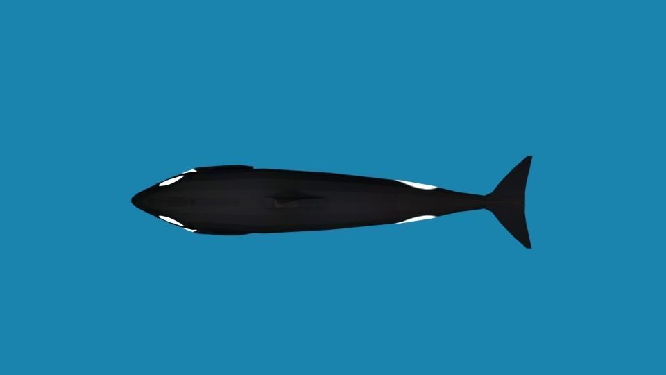 Low Poly Cartoon Orca Killer Whale Low-poly 3D model_7