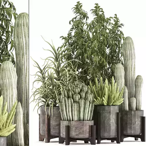 Collection of Exotic Cactus Plants 9