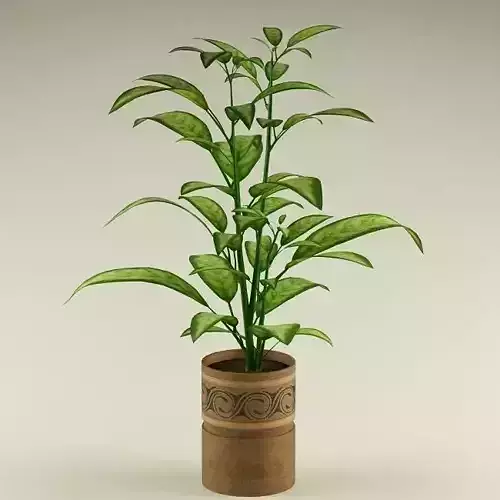 Plant 58