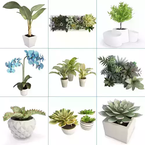 Plants and Flowers Collection