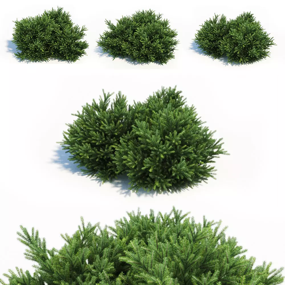 Picea Orientalis Dwarf 3D model