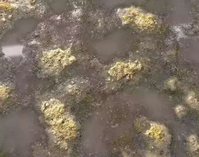 Muddy Water with algae Seamless 2 PBR
