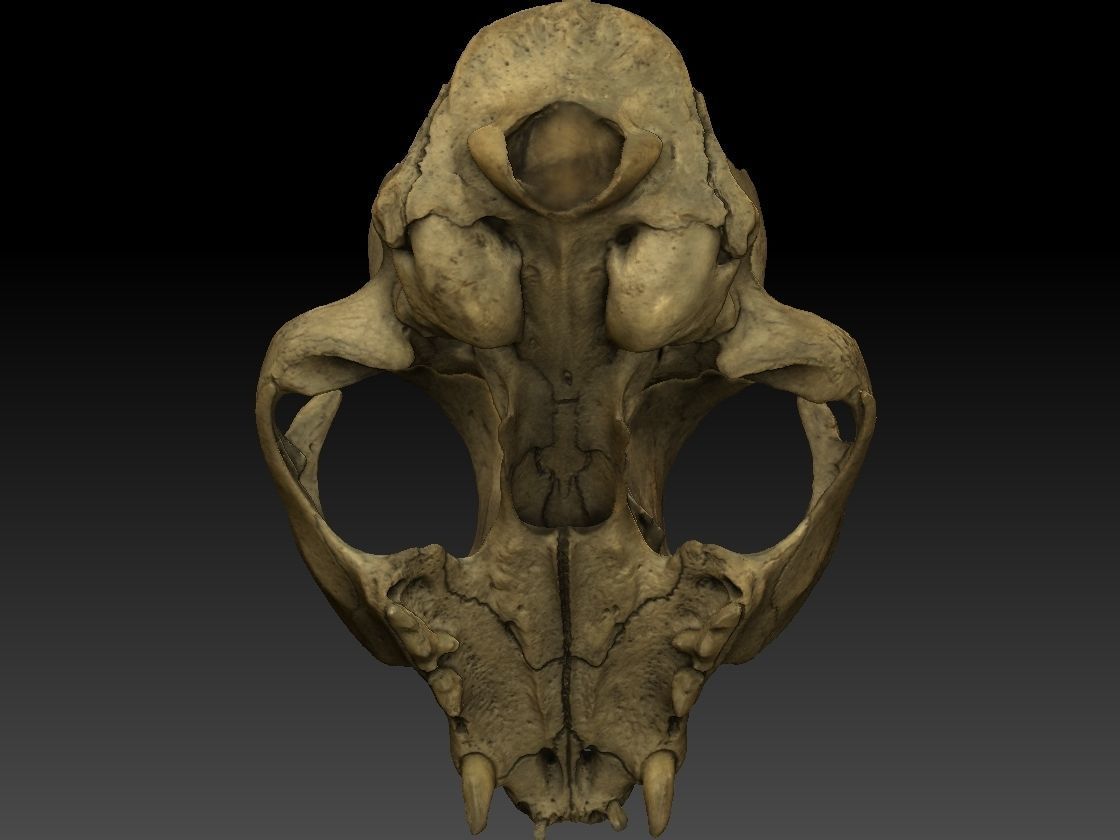 High definition scan of a cat skull with texture map 3D model_5