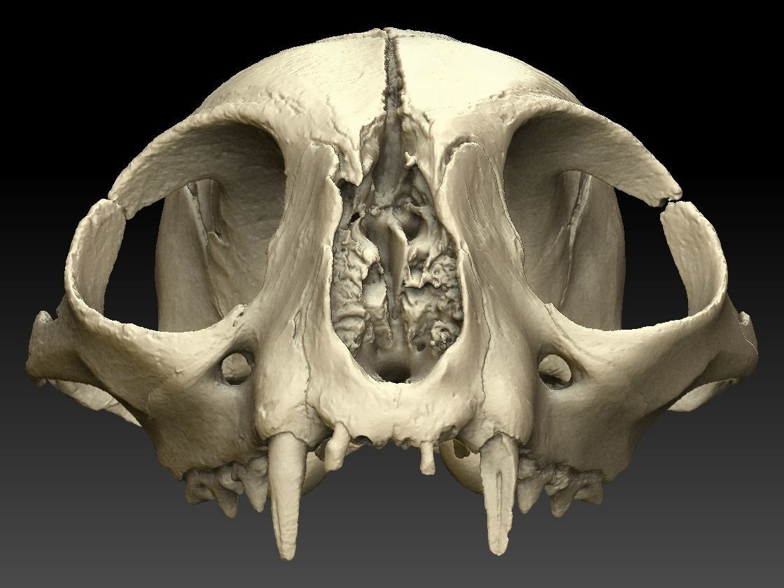 High definition scan of a cat skull with texture map 3D model_16