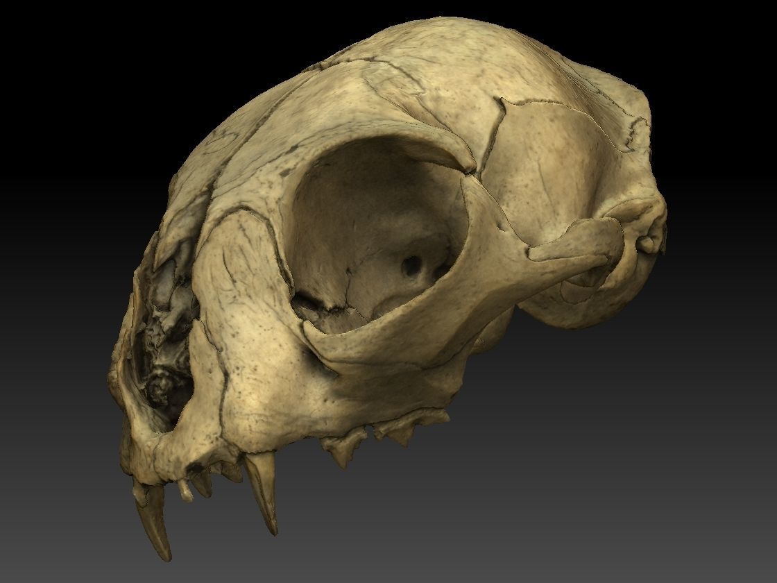 High definition scan of a cat skull with texture map 3D model_9