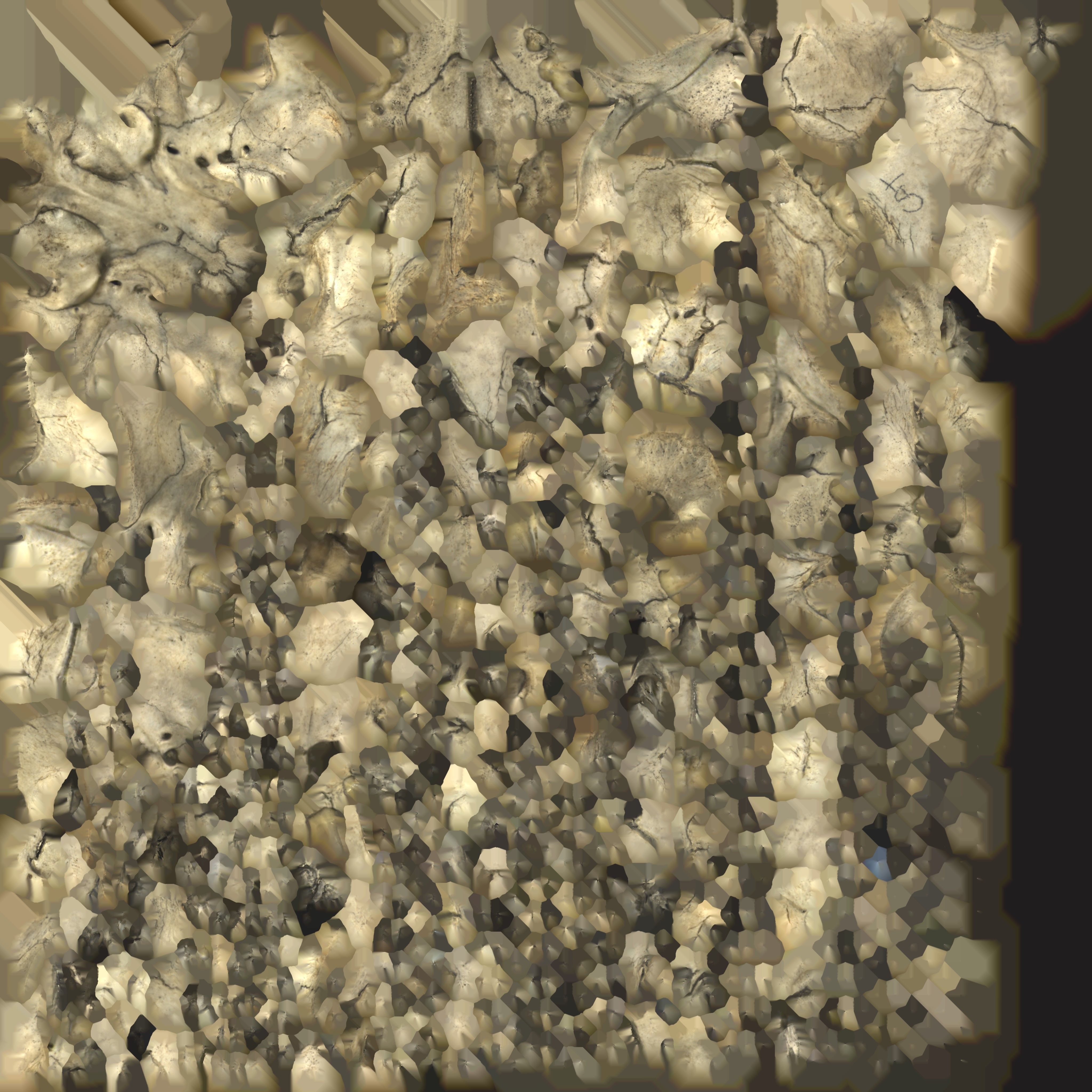 High definition scan of a cat skull with texture map 3D model_8