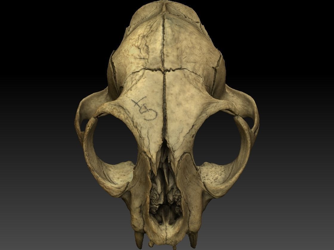 High definition scan of a cat skull with texture map 3D model_3