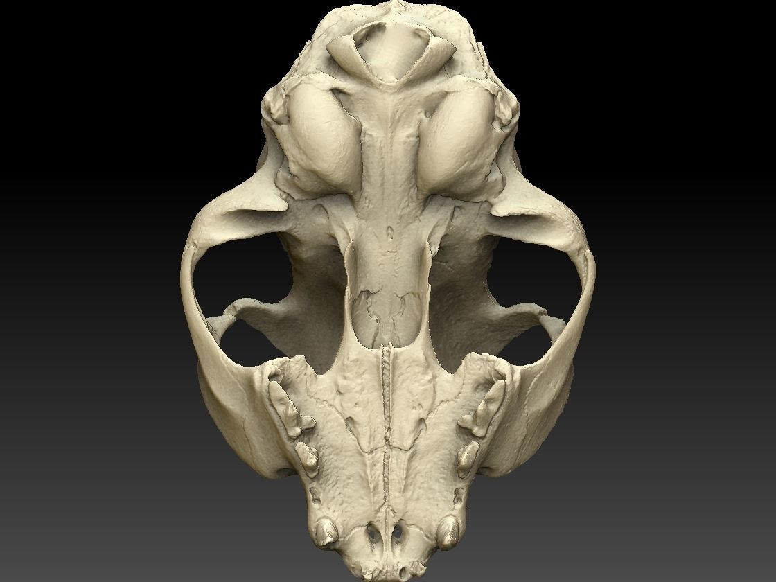 High definition scan of a cat skull with texture map 3D model_10