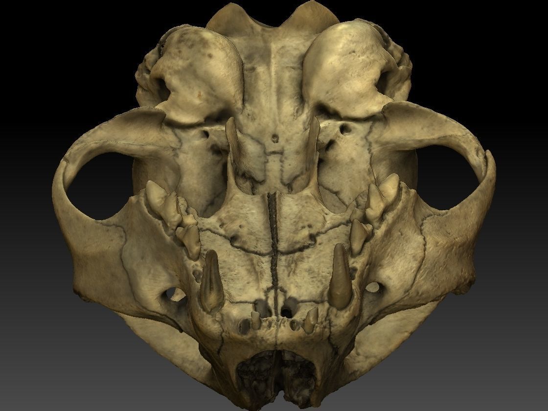 High definition scan of a cat skull with texture map 3D model_6