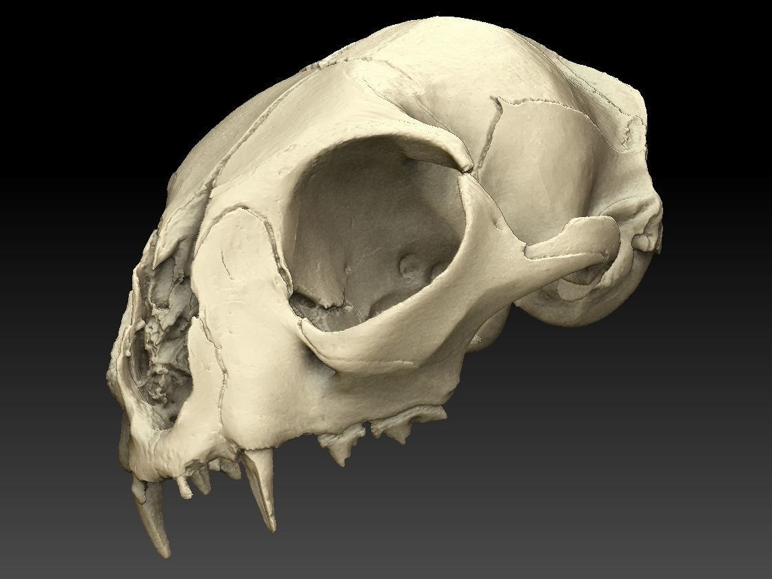 High definition scan of a cat skull with texture map 3D model_12