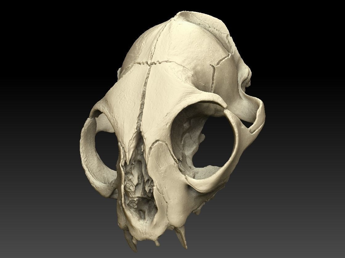 High definition scan of a cat skull with texture map 3D model_1