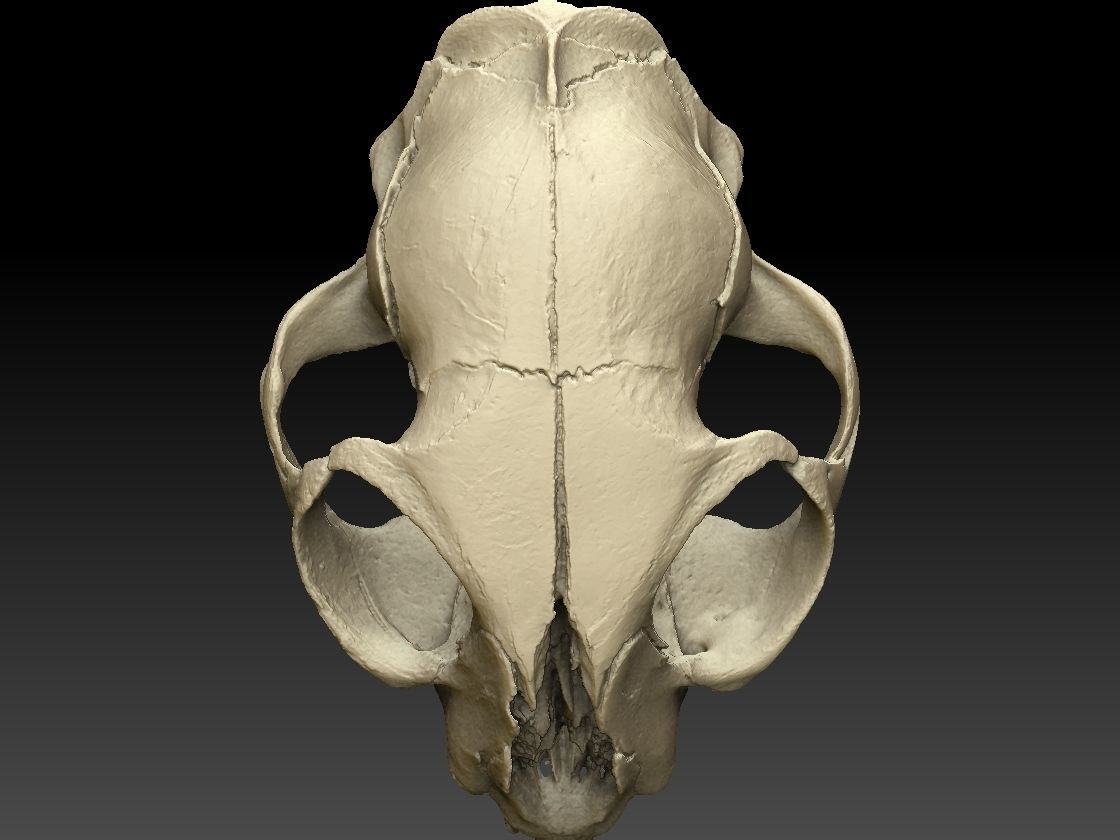 High definition scan of a cat skull with texture map 3D model_11