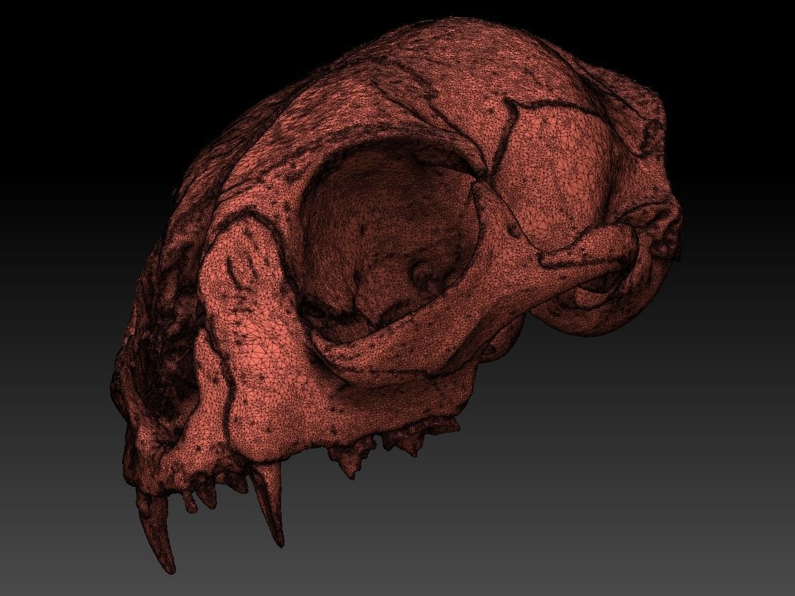 High definition scan of a cat skull with texture map 3D model_14