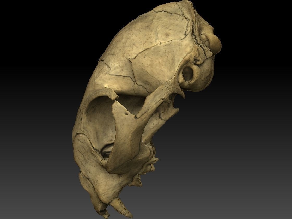 High definition scan of a cat skull with texture map 3D model_4
