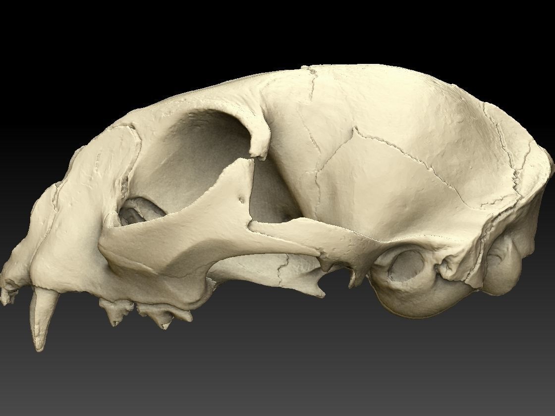 High definition scan of a cat skull with texture map 3D model_15