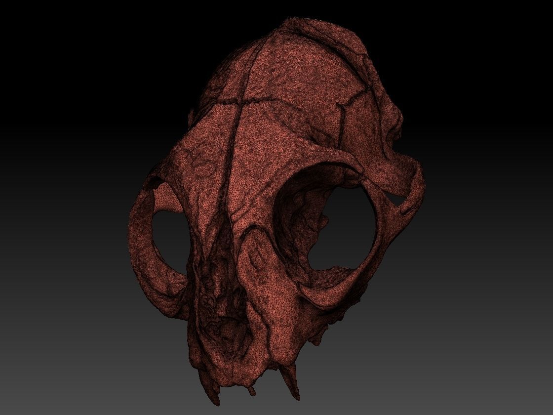 High definition scan of a cat skull with texture map 3D model_2
